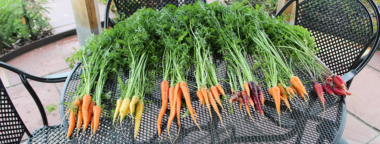 Carrot trial - Ergrownomics Field Test.