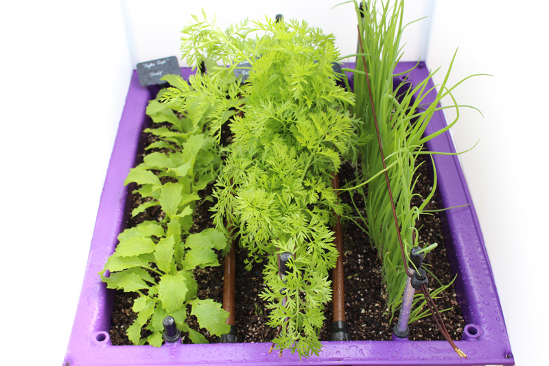 Crops in a raised planter