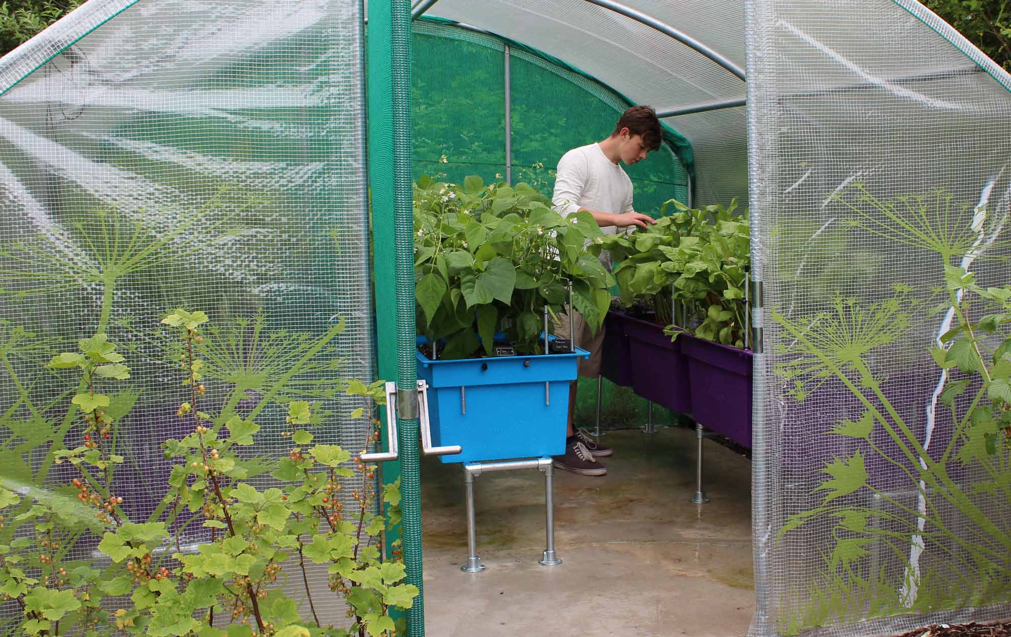 Polytunnel kit in use