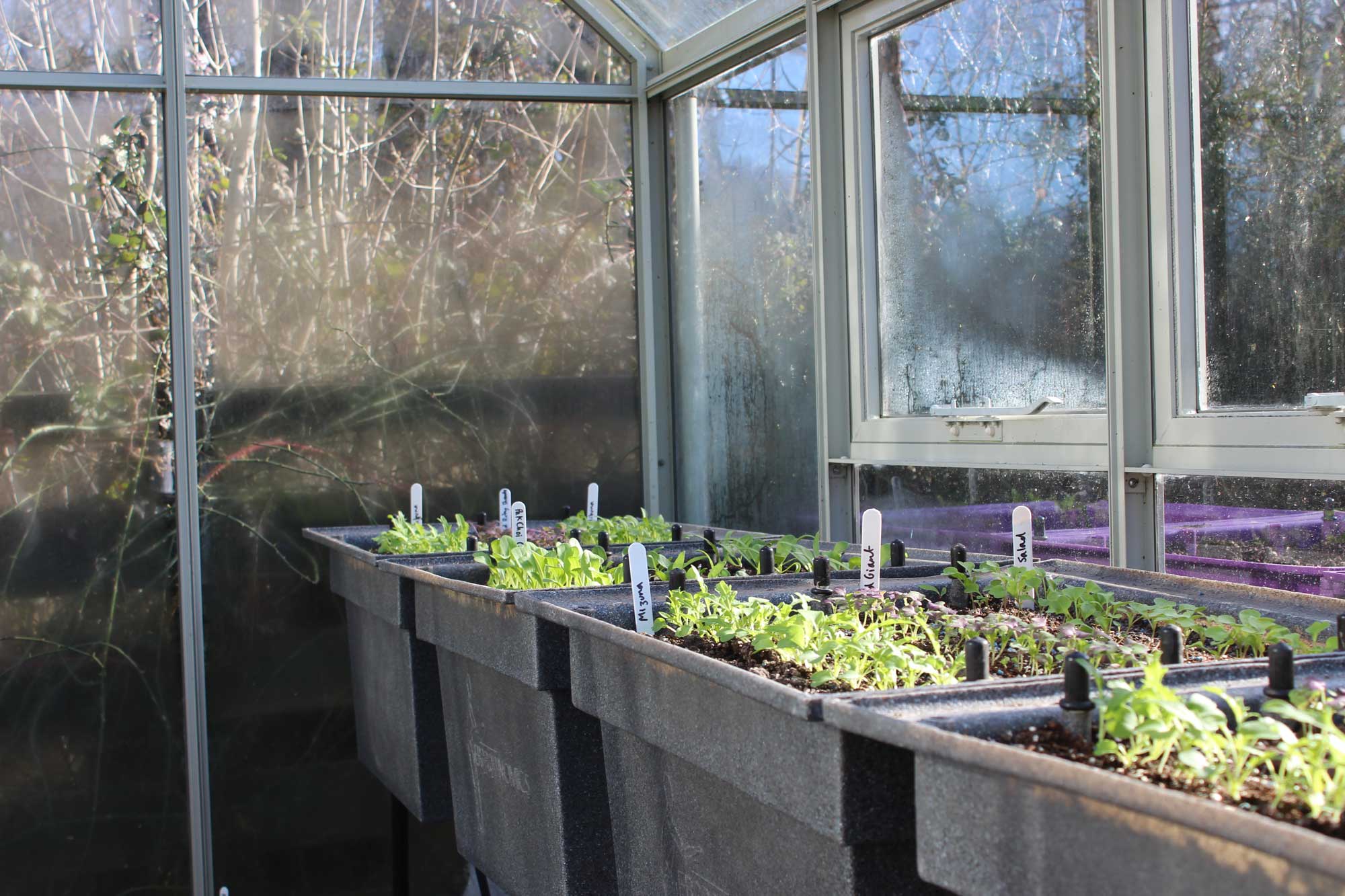 Seedlings in a greenhouse