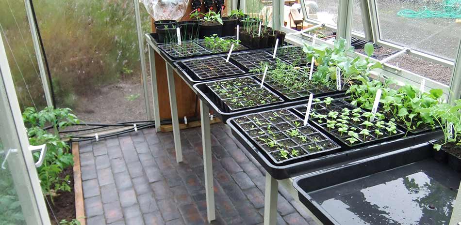 Greenhouse Interior Layout Ideas, Greenhouse Shelves Ideas