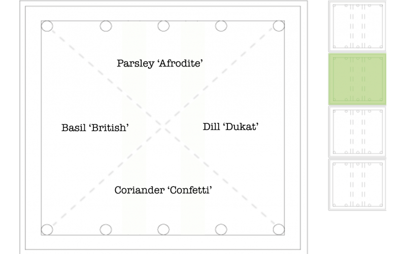 Parsley ‘Afrodite', Dill ‘Dukat’, Basil ‘British’ & Coriander ‘Confetti’