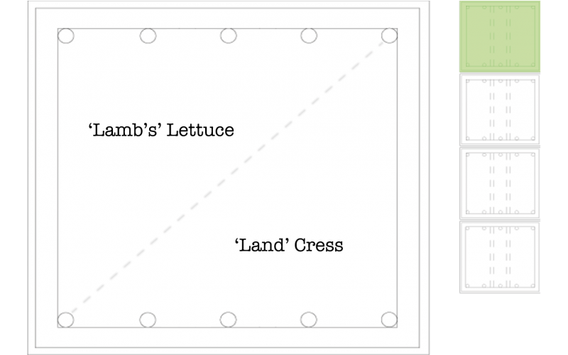 Lambs Lettuce & Land Cress