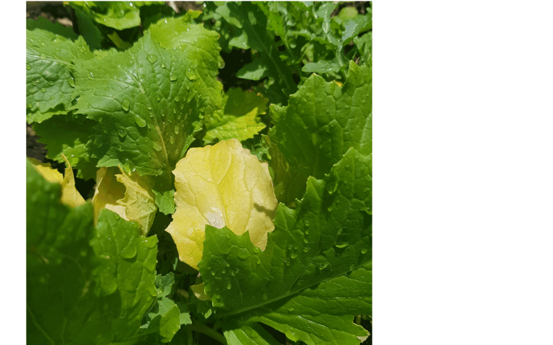 Heat damage to turnip leaves. 