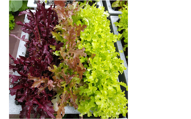 Solix Lettuce, Red Salad Bowl Lettuce, Salad Bowl Lettuce