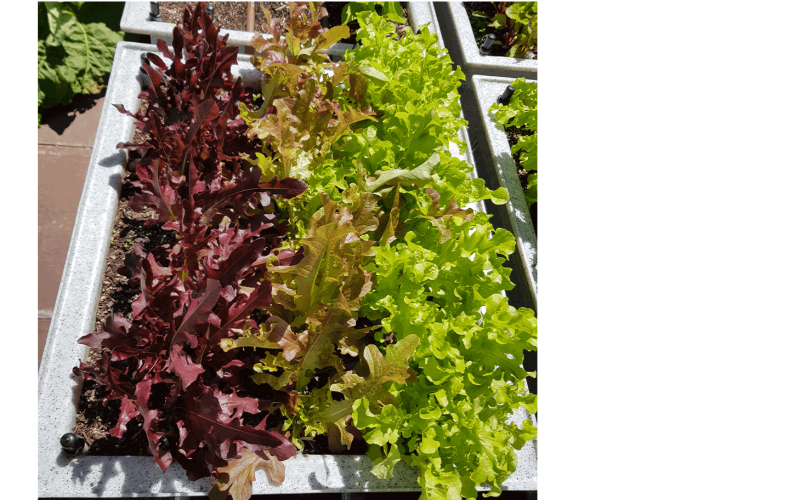 Solix Lettuce, Red Salad Bowl Lettuce, Salad Bowl Lettuce