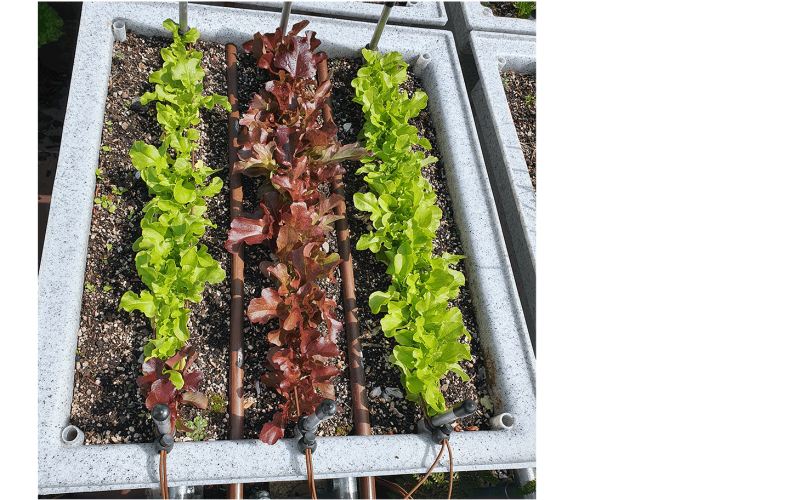 Mixed Lettuces