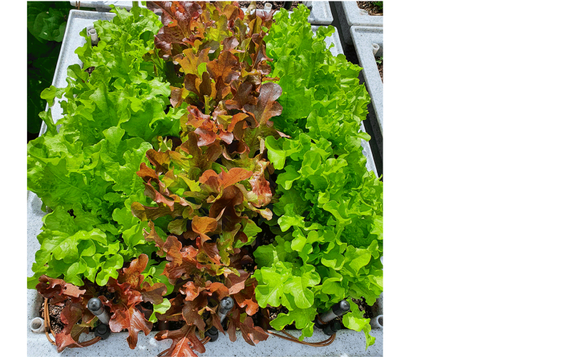 Mixed Line lettuces