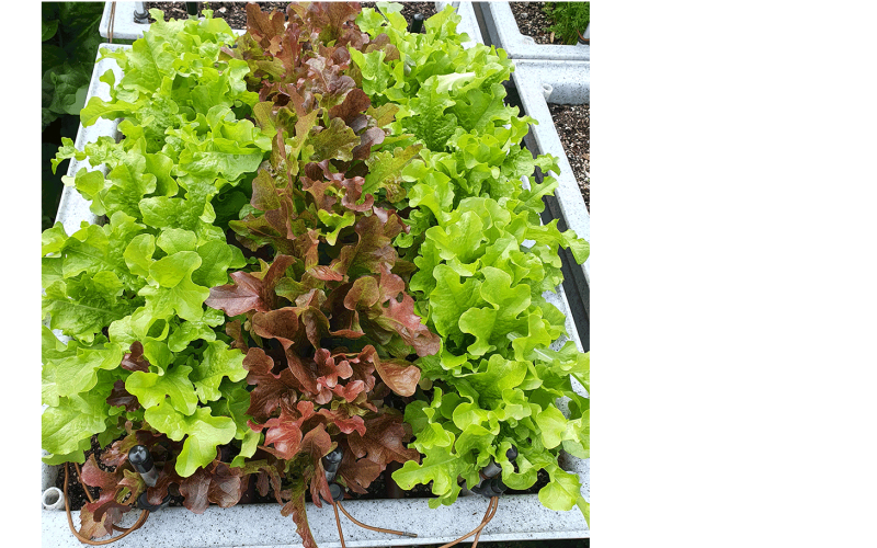 Mixed Line Lettuces
