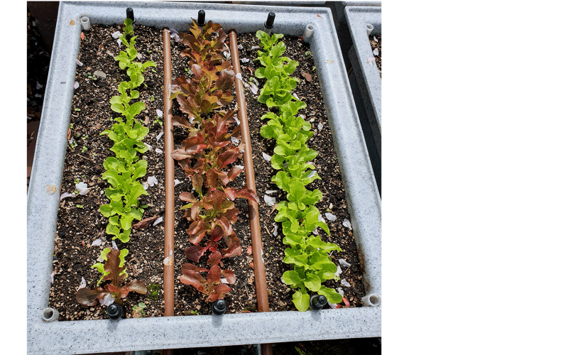 Mixed Line Lettuces