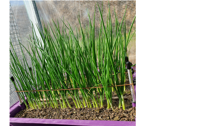 Fully grown Spring Onions!