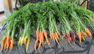 Carrot trial - Ergrownomics Field Test.